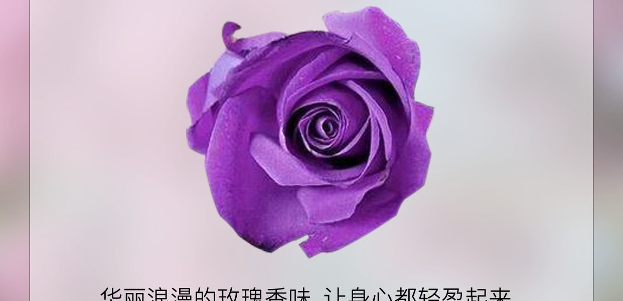 [日本直邮] 日本KOSE 高丝秘密花园身体乳浪漫玫瑰香 200g