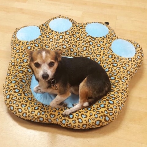 Paw Shaped Bed #blue