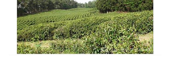 日本海東銘茶 有機手摘金花普洱茶 500ml USDA認證 專用JAS茶園
