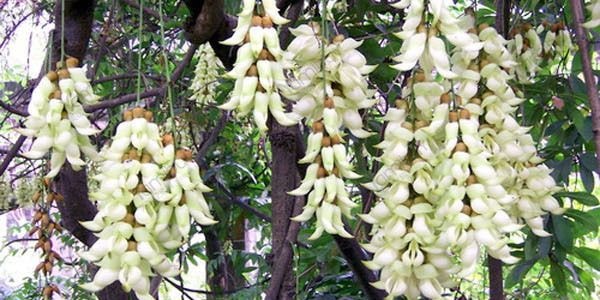 香港及興 白花油 萬用油 緩解頭暈 驅蚊止癢 肌肉酸痛 10ml 老字號