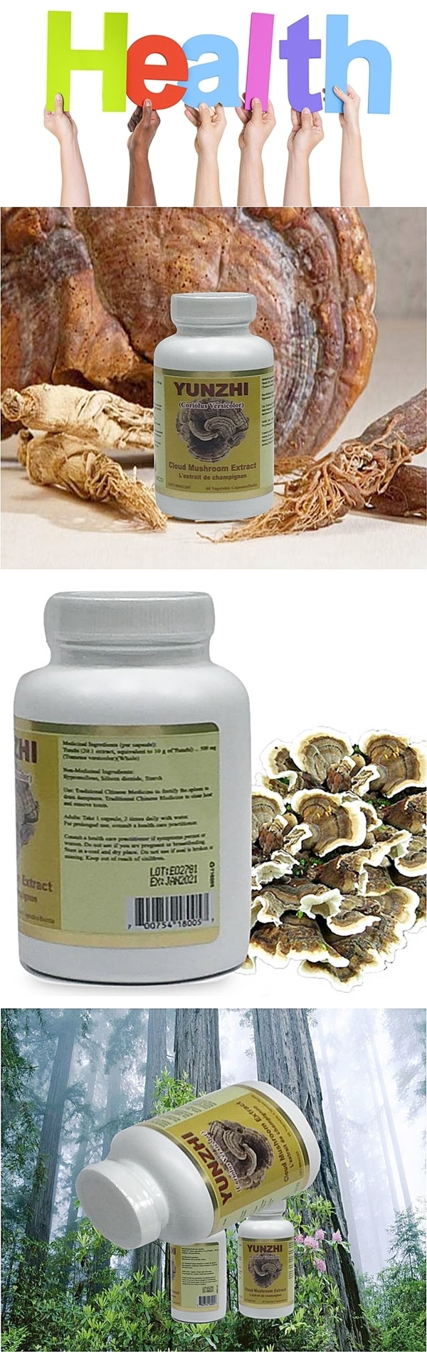 加拿大 SAGEE 雲芝丹 500mg 60粒入