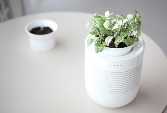 Healing Pot Botanical Humidifier
