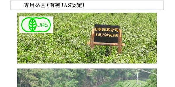 日本海东铭茶 有机手摘茉莉花茶 500ml USDA认证 专用JAS茶园