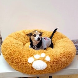 ALPHA DOG SERIES 宠物豪华甜甜圈床垫 #金色 大号