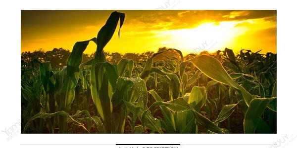 家乡味 绿色有机玉米面 454g 窝窝头玉米粥专用 USDA认证